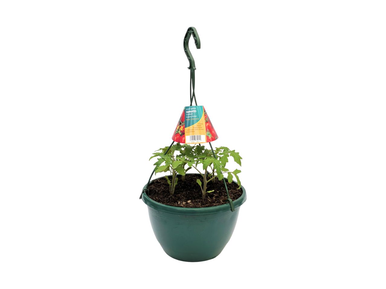 Hanging basket with young tomato plants and a label for 'Tomato Tumbler' variety.