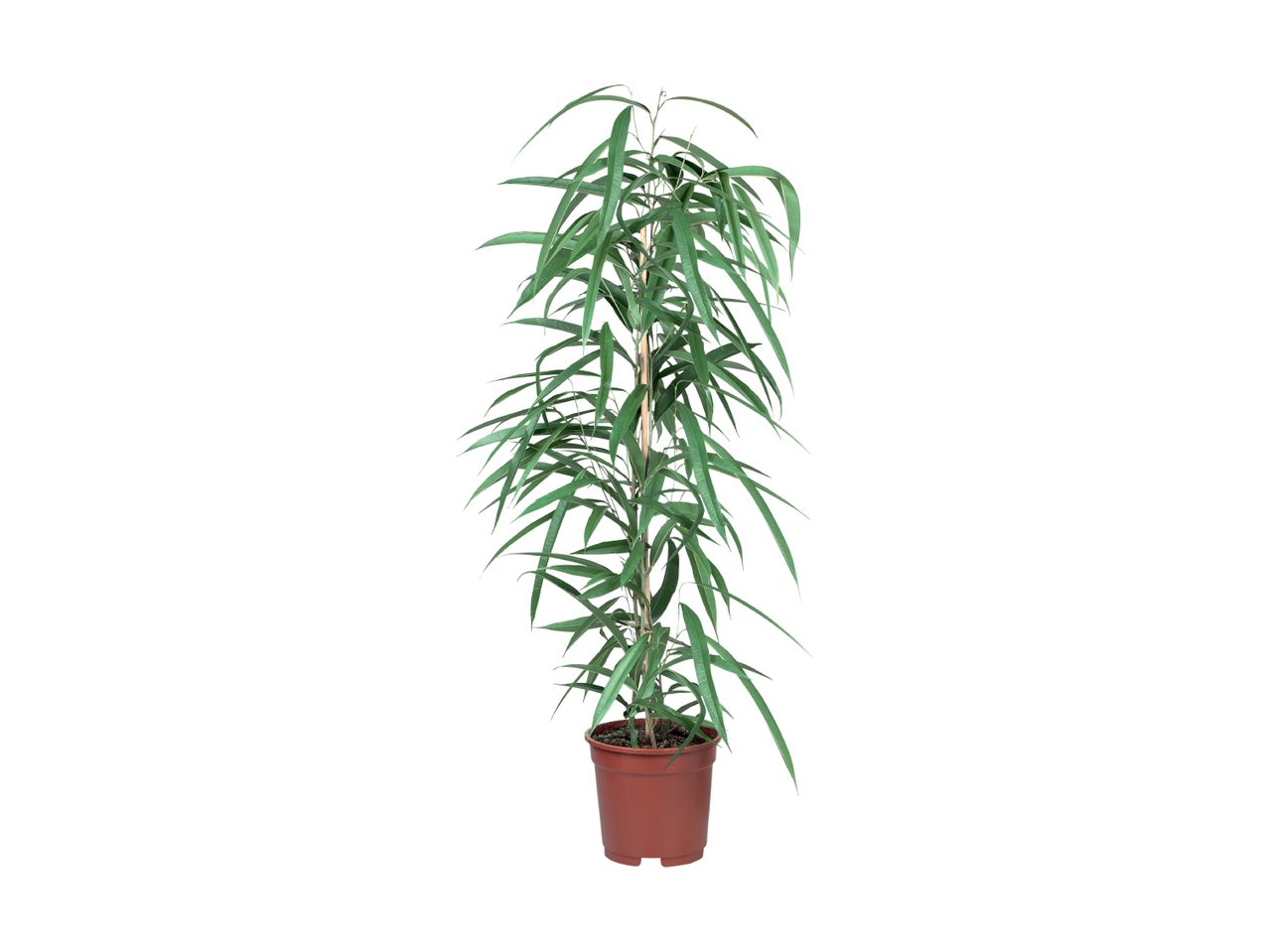 Ficus Alii plante i en brun potte.