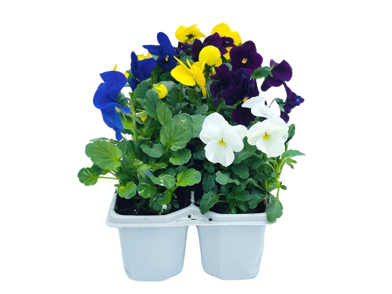 Pansy bedding plants in blue, yellow, purple, and white in a white plastic tray.