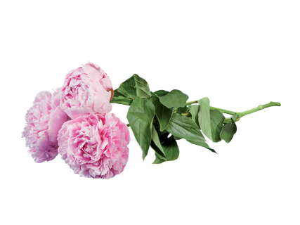 Pioenrozen