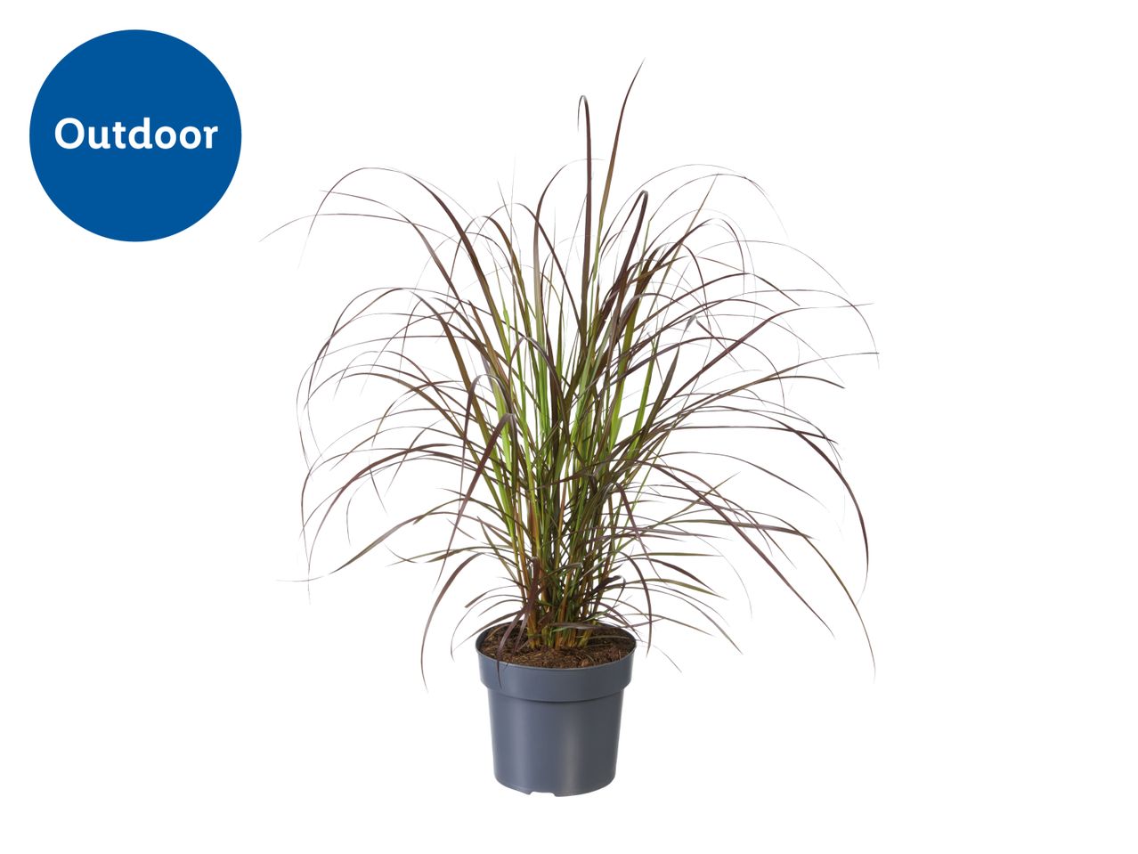 Potted ornamental grass with dark red and green blades, labeled 'Outdoor' in a blue circle.