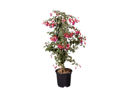Fuchsia op stam