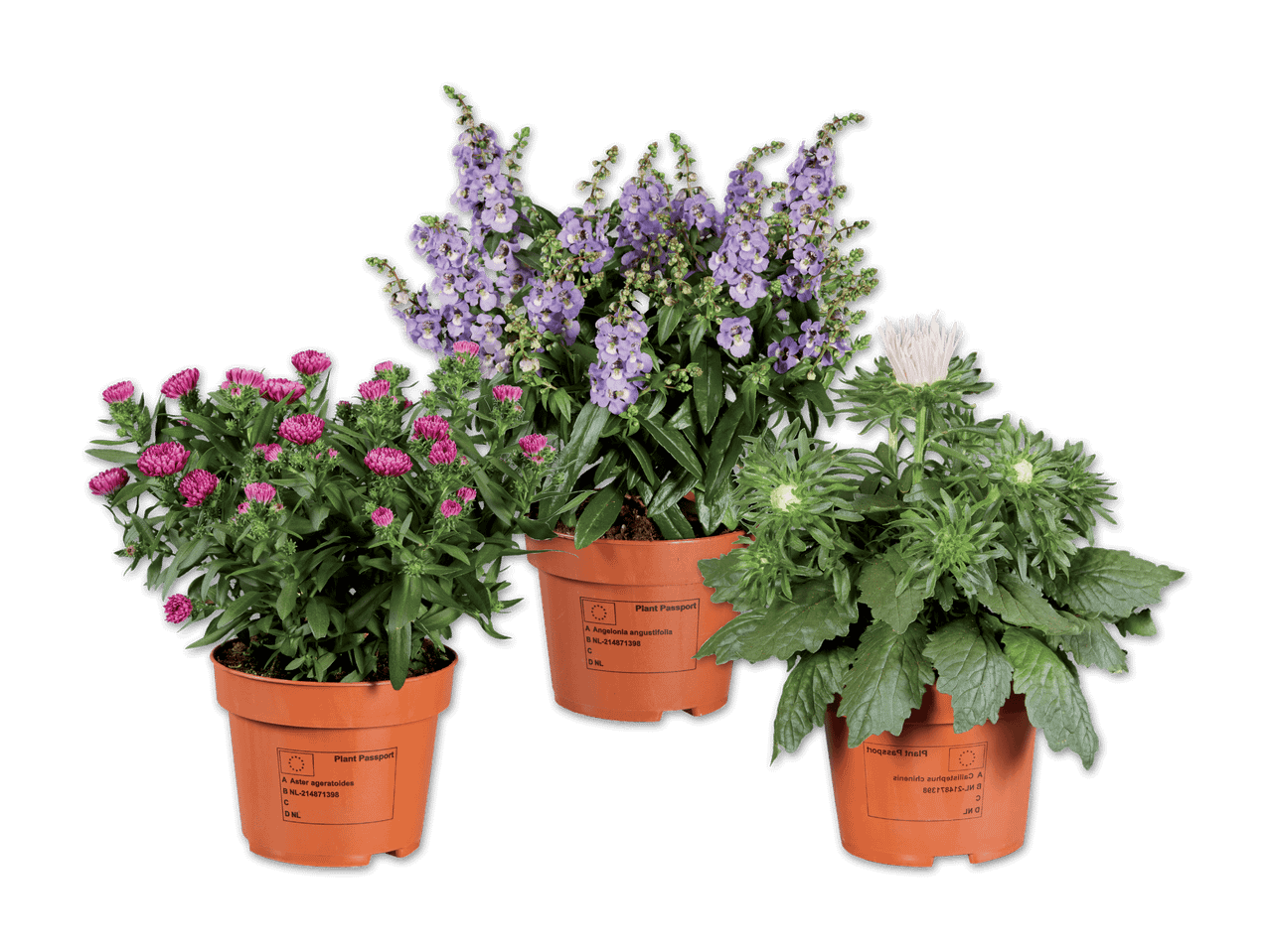 Drei Topfpflanzen: rosa Astern, lila Angelonia und weiße Callistephus chinensis mit Pflanzenpässen.