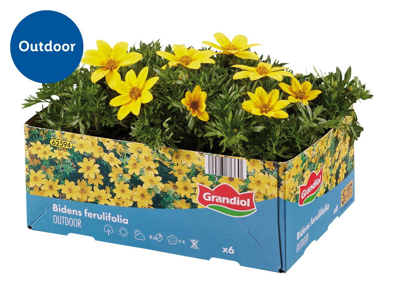 Yellow Bidens ferulifolia outdoor plants in a cardboard tray.