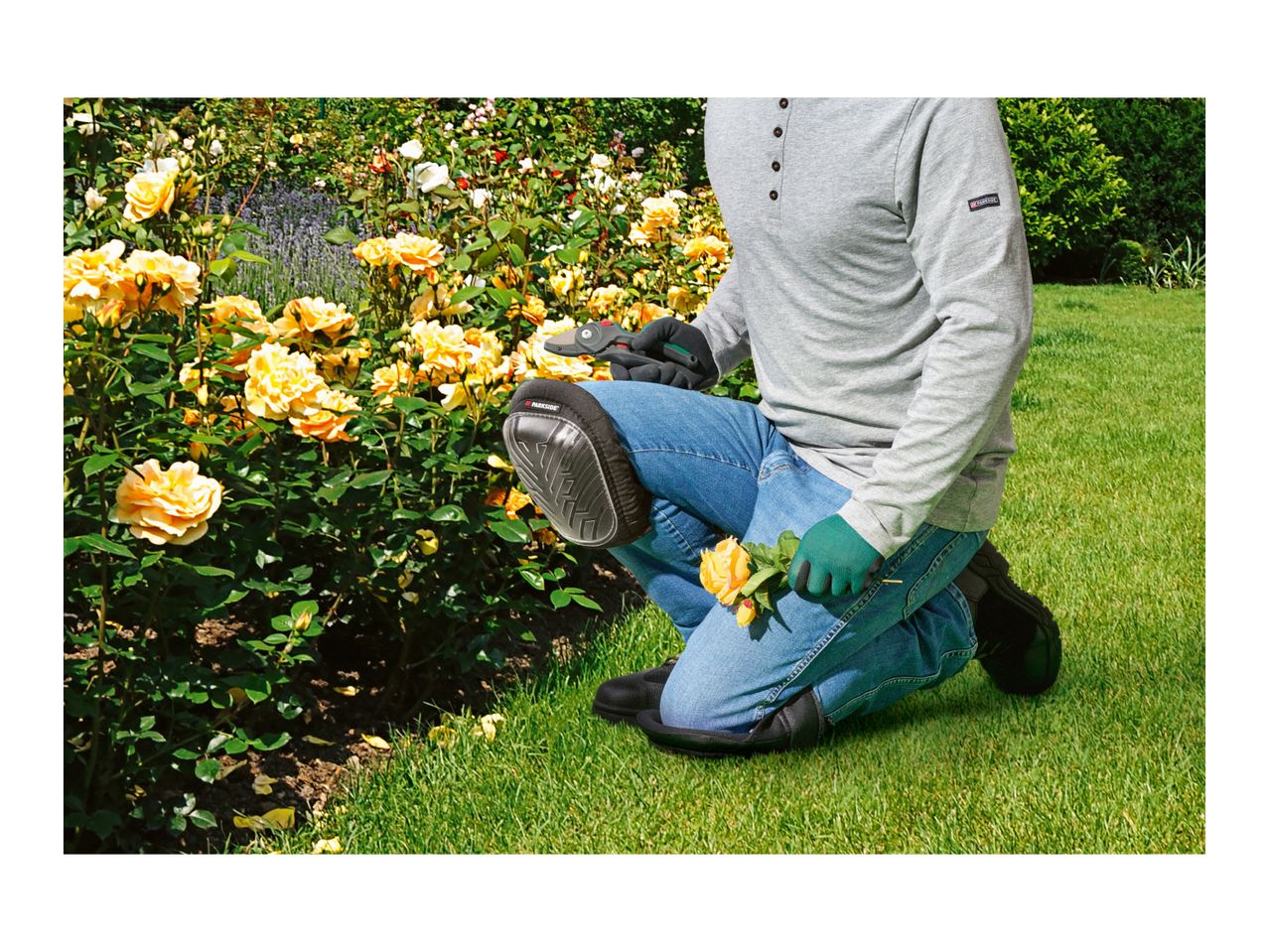 Person kneeling with Parkside knee pads, pruning shears, and gloves, tending to yellow roses.
