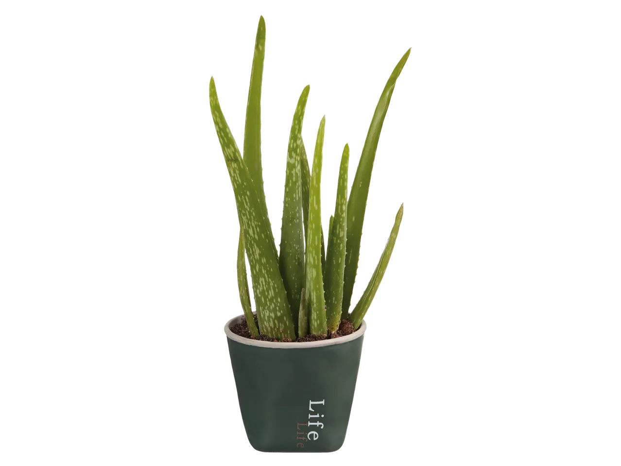 Go to full screen view: Aloe Vera Life - Image 3