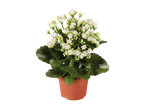 White flowering Kalanchoe in a terracotta pot.
