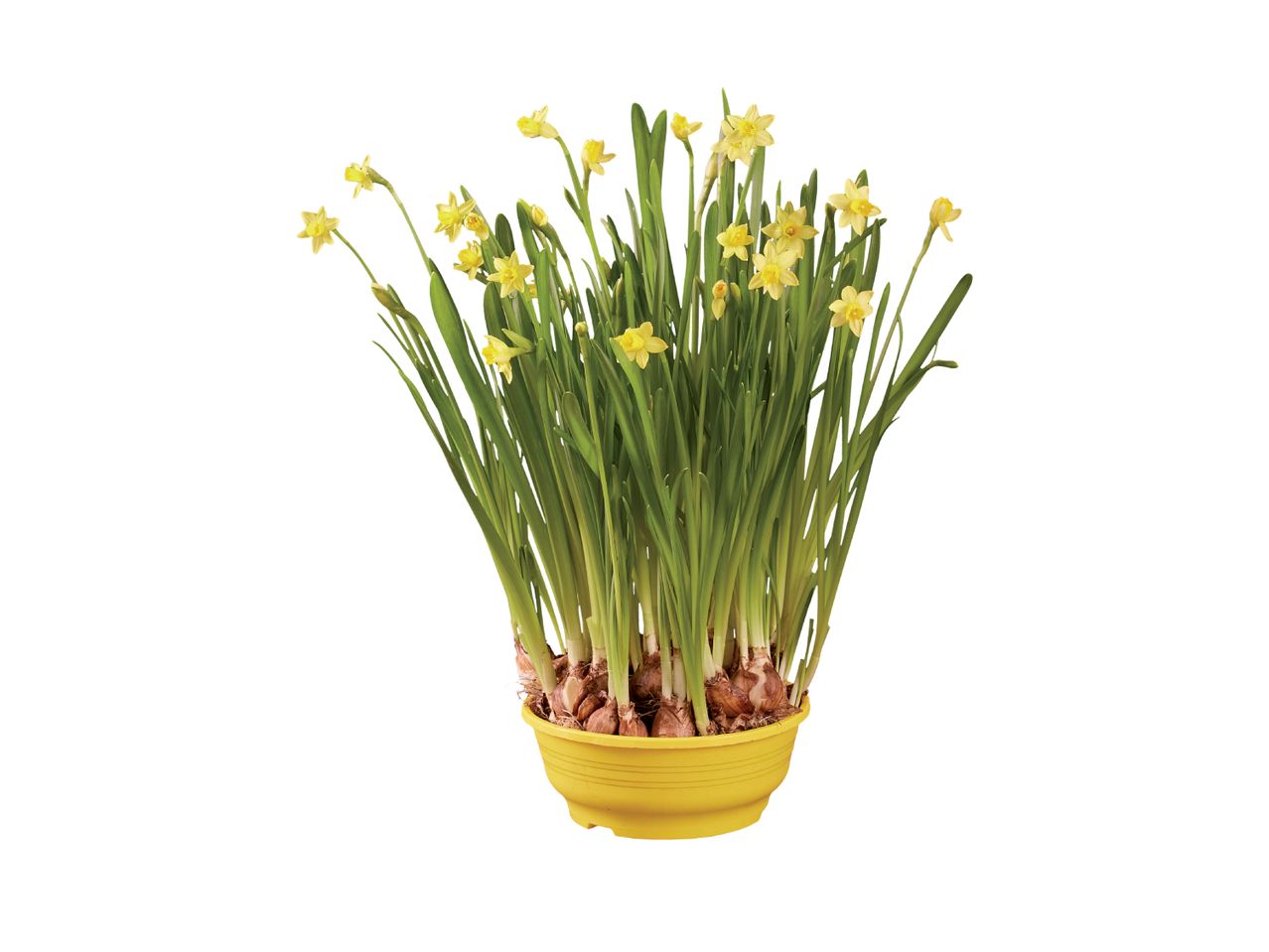 Spring Bulb Planter - Lidl Northern Ireland