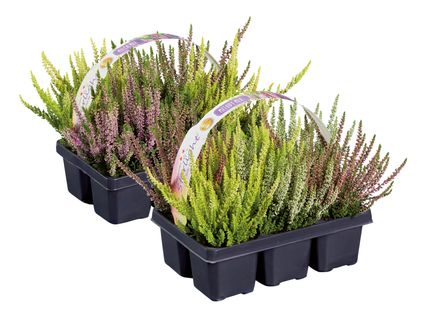 Calluna