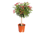 Oleander boompje in pot met roze bloemen en groene bladeren.