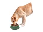 A light brown Labrador Retriever eats from a green dog bowl filled with kibble.