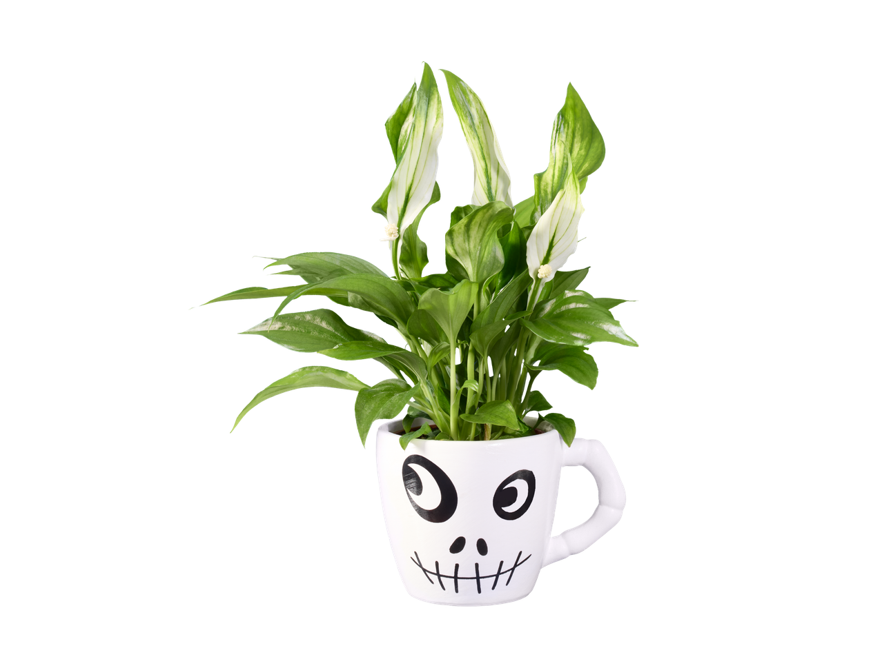 Plantă de interior într-o cană albă cu față de schelet