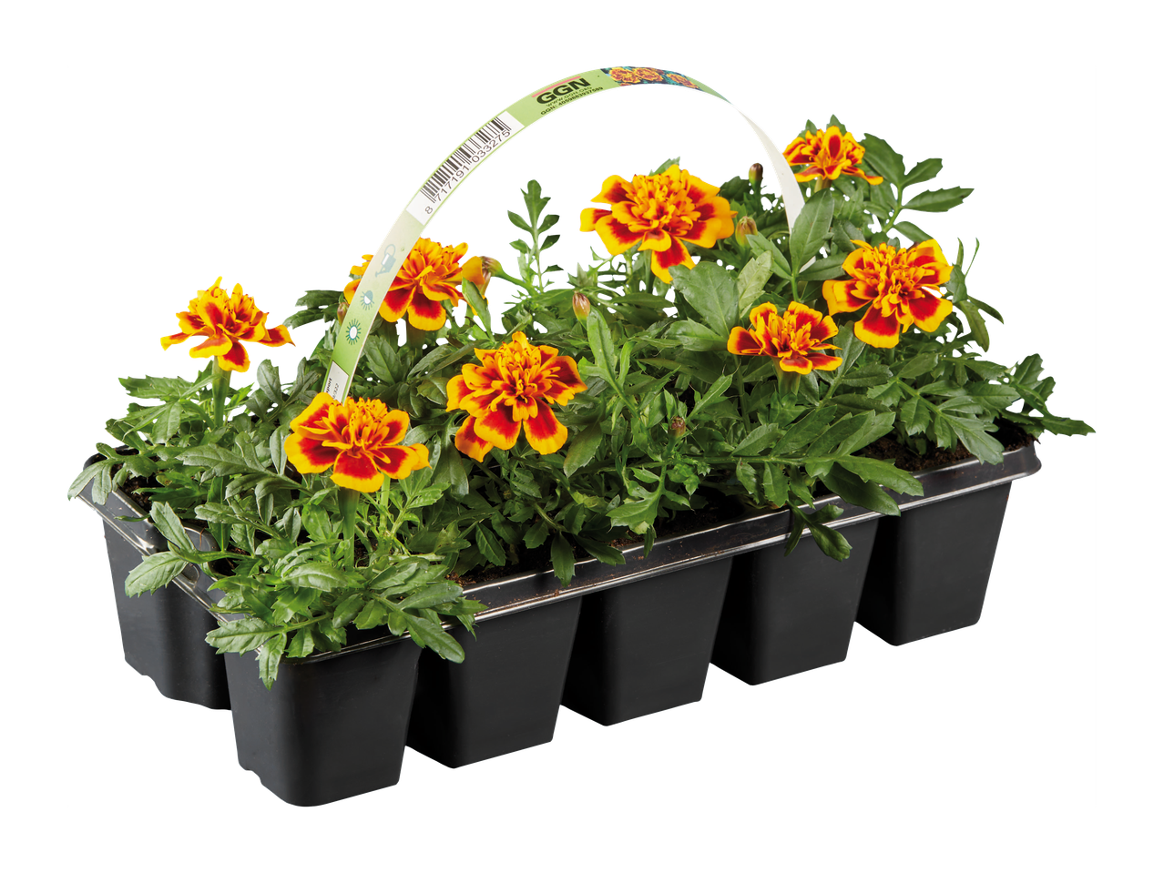 Pladenj s šestimi cvetovi žametnic z rumenimi in rdečimi cvetnimi listi ter zelenimi listi.