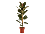 Jonge rubberplant in een bruine pot.