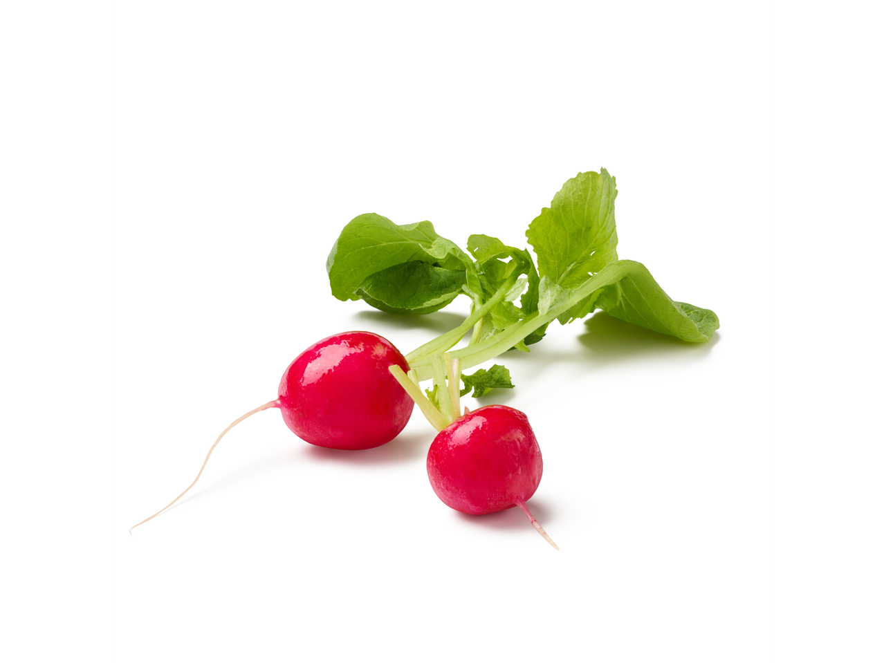 Two fresh radishes with green leaves on a white background.