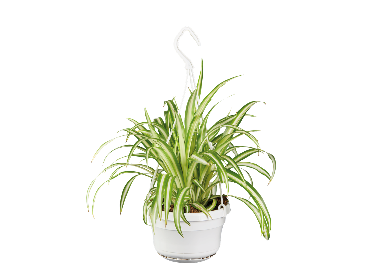 Spider plant in hanging pot.