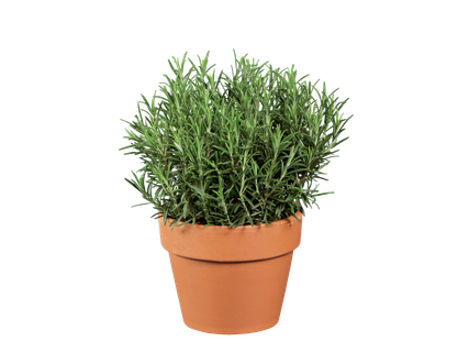Plante aromatique italienne