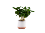 Planta jovem de café em um vaso branco.