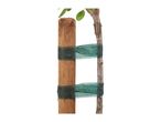 Young tree supported by a wooden stake and green mesh ties