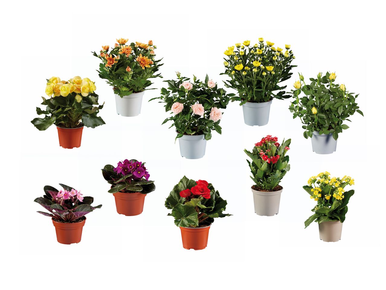 Accesați vizualizarea pe ecran complet: Plante decorative înflorite - Imagine 1