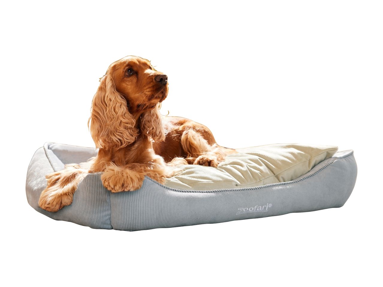 En Cocker Spaniel ligger afslappet i en blød, lyseblå ZooFari hundekurv.