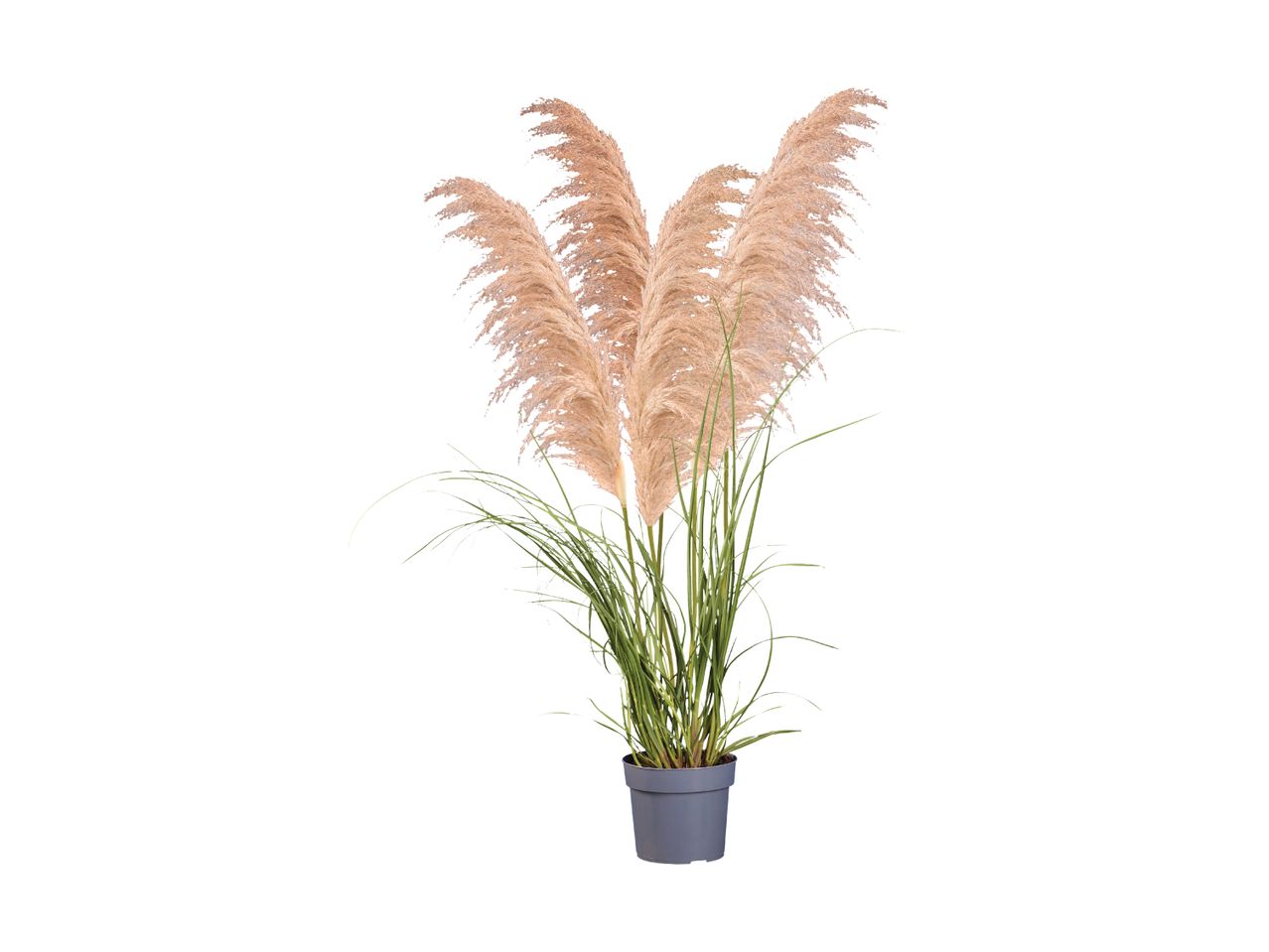 En kunstig pampasgræs plante i en grå potte.