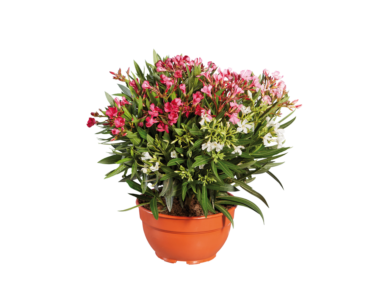 Un pot de fleurs avec des lauriers-roses roses et blancs.