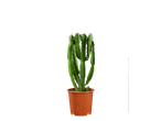 Een Euphorbia-cactus in een bruine pot op een zwarte achtergrond.