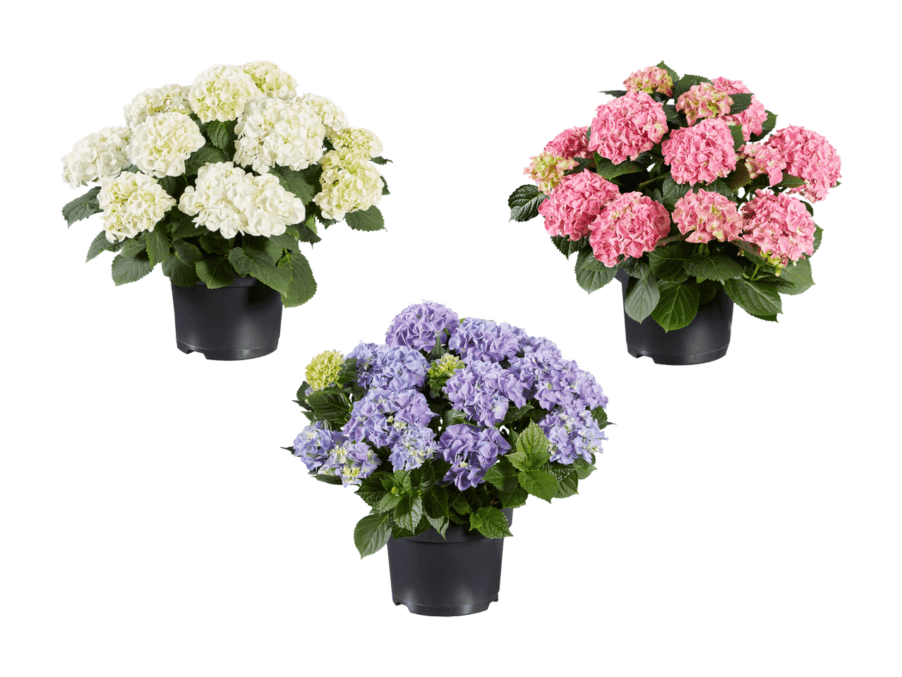 Trois hortensias en pot : blanc, rose et violet.