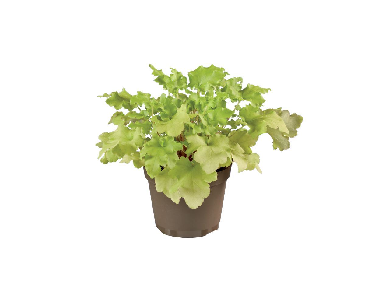 Een kleine Heuchera plant in een pot met lichtgroene bladeren.
