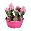 Pink hyacinth flowers in a pink planter, showcasing the bulb planter product.