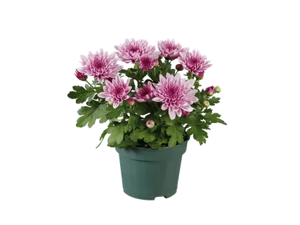 Chrysant