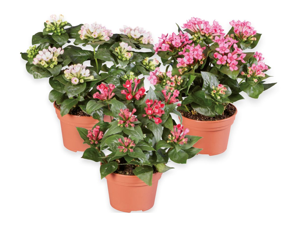 Tre vasi di Bouvardia bellevardia in diverse tonalità di rosa e bianco.