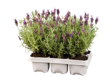 Sommerfuglelavendel