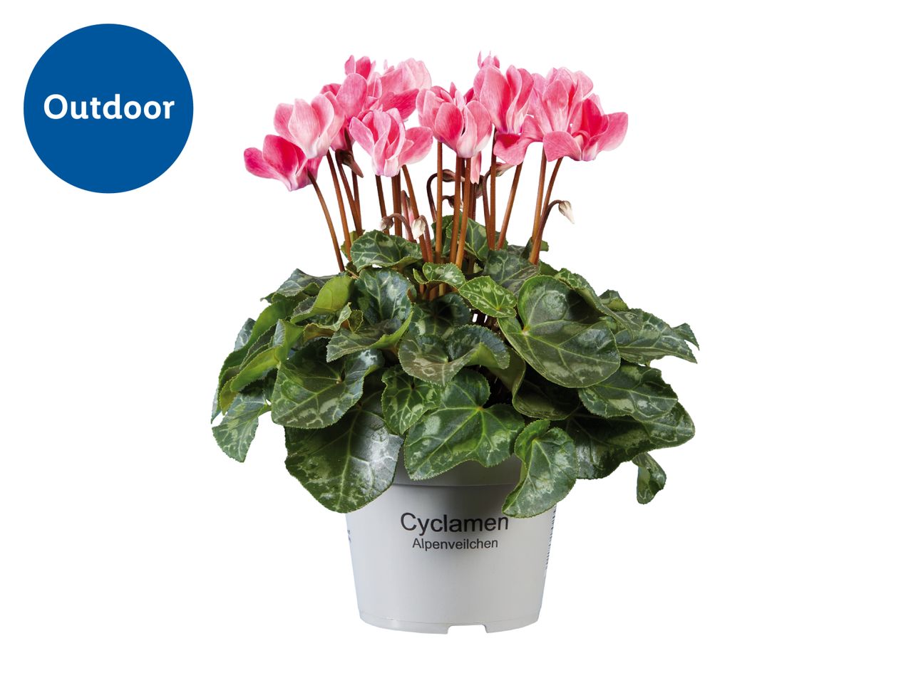 Pink cyclamen plant in a white pot with 'Outdoor' label.