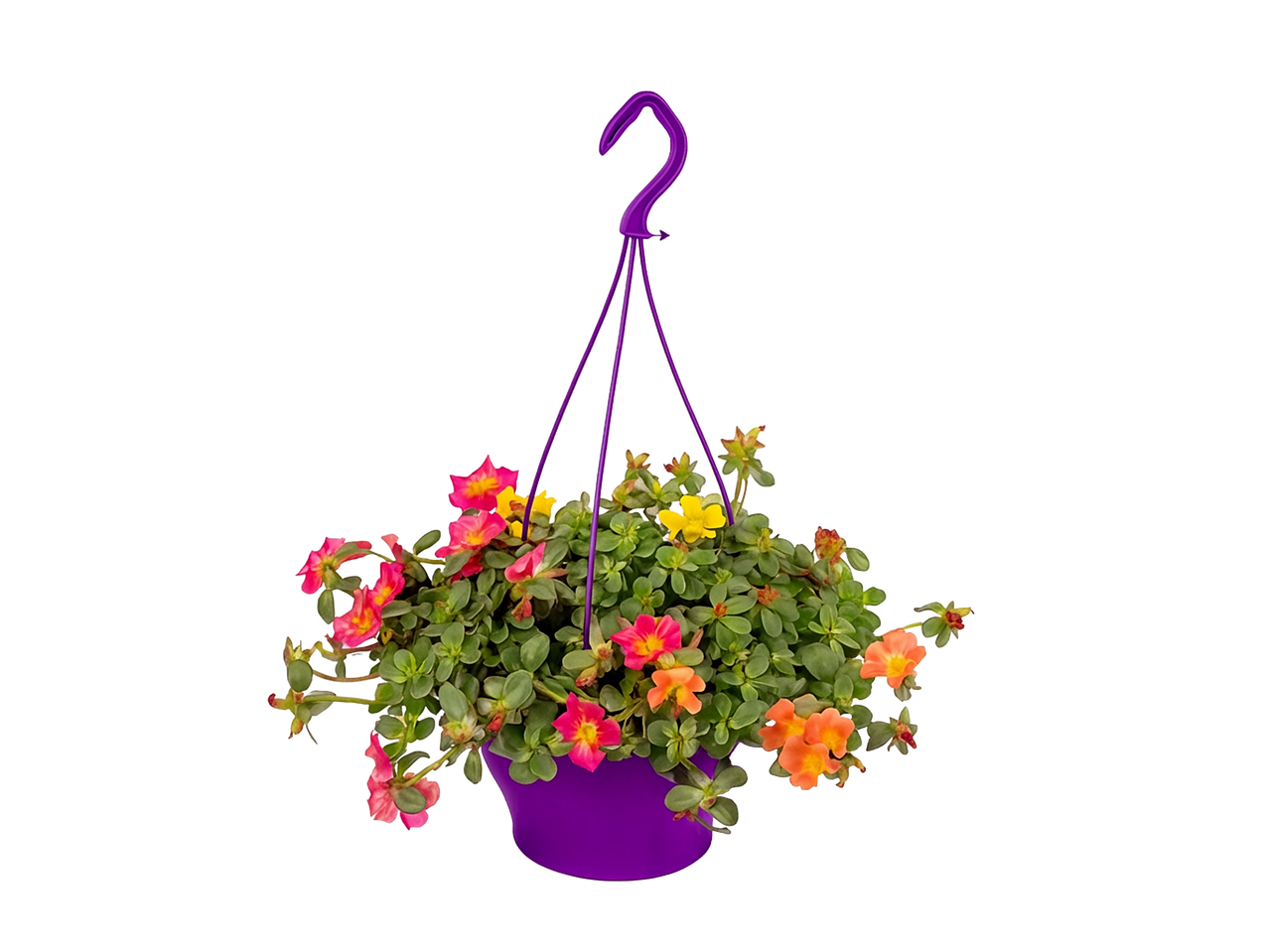 Portulaca in hangpot met roze, gele en oranje bloemen.