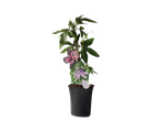 Passiebloemplant in een pot met een vlinderetiket.