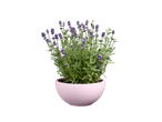 Lavender in a pink pot.