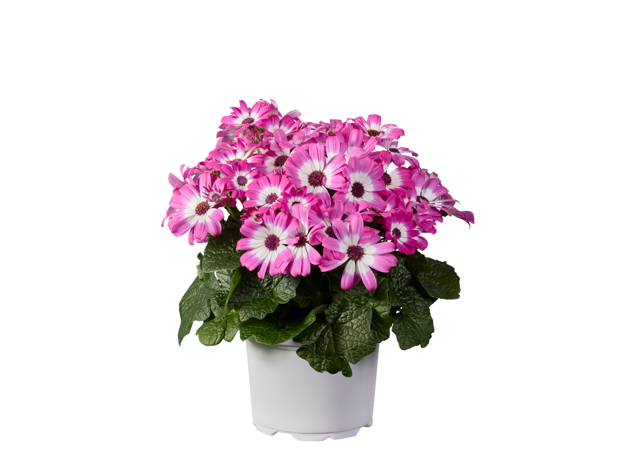 Teneriffa Aster met roze en witte bloemen in een witte pot.