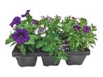 Tray of purple petunias and verbena plants with green leaves.