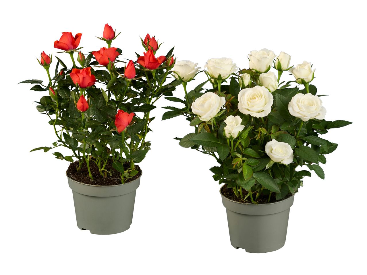 Rote und weiße Rosen in Töpfen.