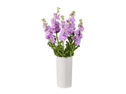 Buchet Matthiola