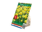 Packaging of 'Tête à Tête' daffodil bulbs from Holland Selection.