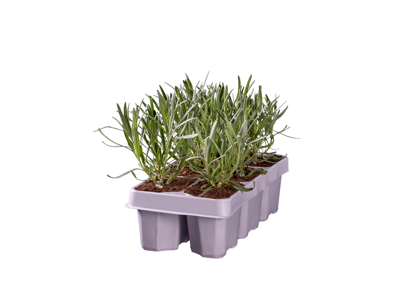 Lavendelplantjes in een zaaibakje.
