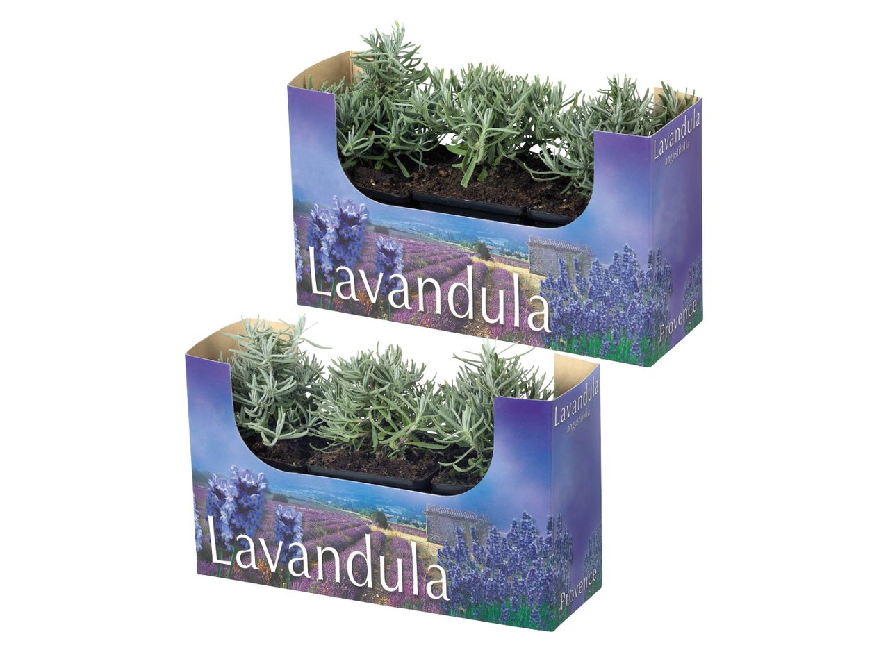 Due piante di lavanda in vaso, confezionate in scatole viola.