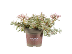 Φυτό Sedum σε γλάστρα Dura.