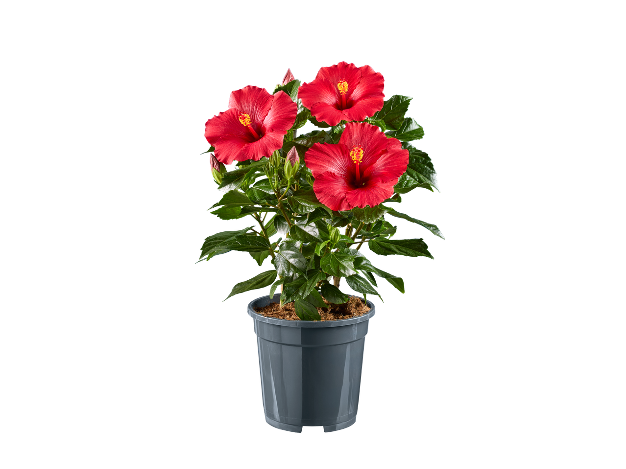 Plante d'hibiscus rouge dans un pot gris.