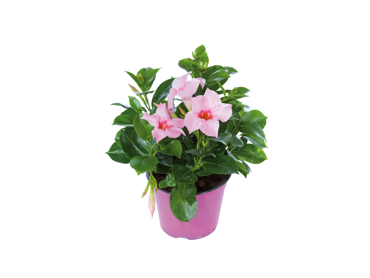 Mandevilla rose en pot rose