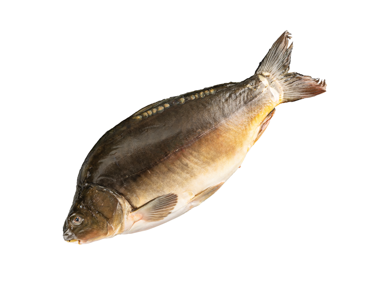 Šviežias veidrodinis karpis, visas ir neapdorotas, izoliuotas juodame fone.