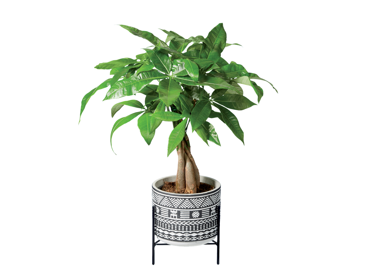 Go to full screen view: Easy Care Stand Plant - Image 3